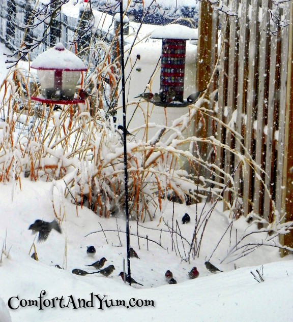 Backyard Birdies in Snow
